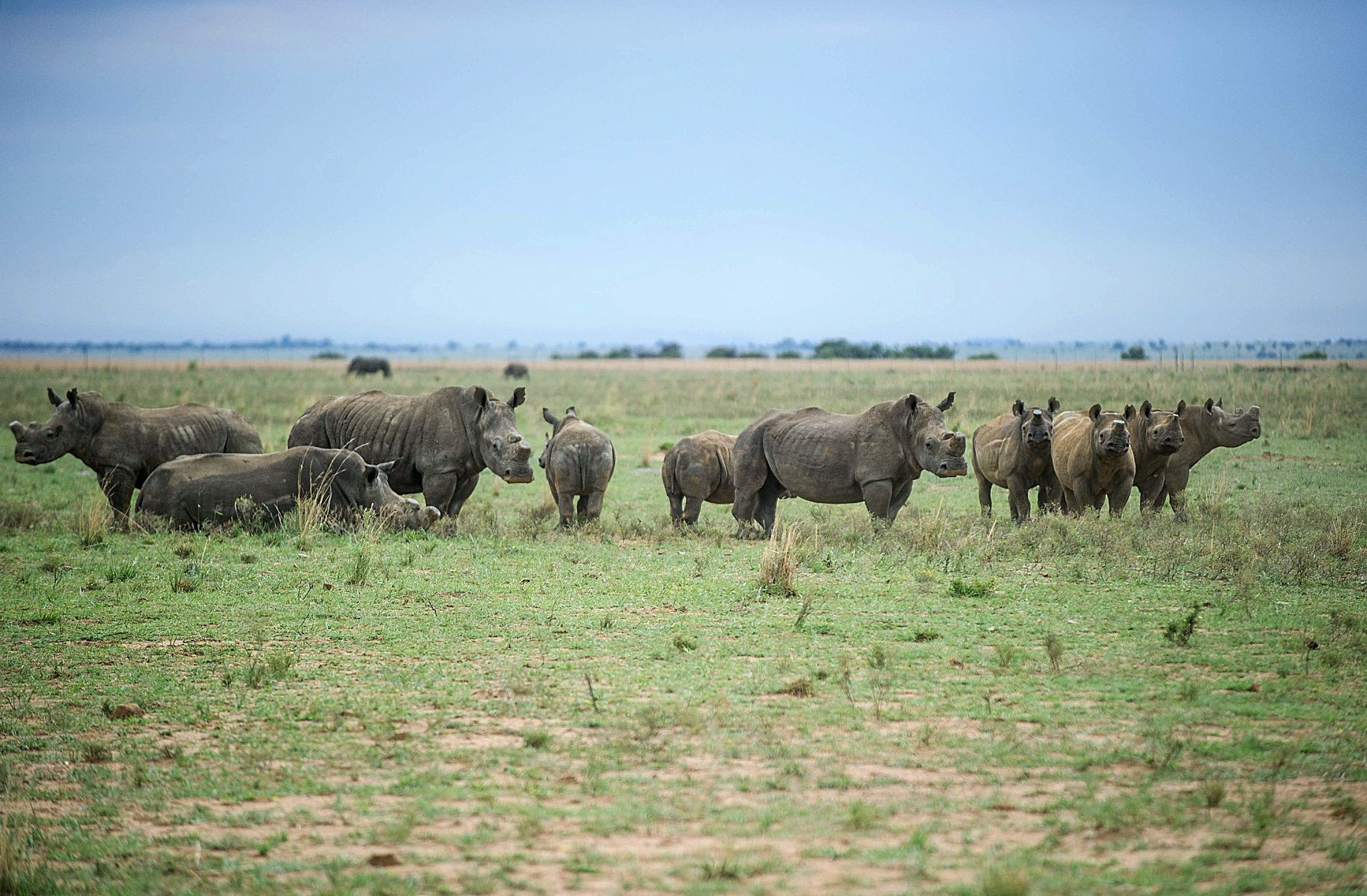 South African Rhino Conservationist John Hume auctions off world's largest Rhino farm