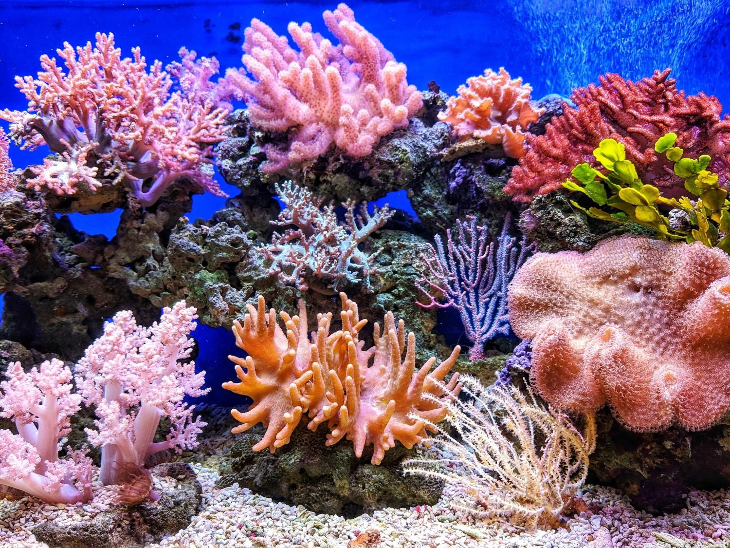 Allen Coral Atlas: Everything about the first global coral reef map