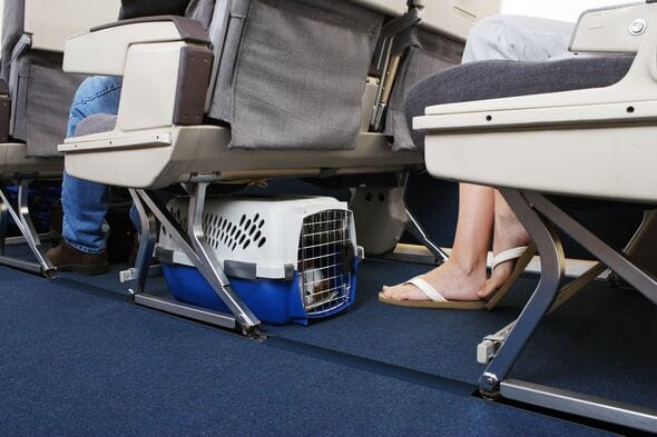 American Airlines now allows pets in carry-ons - All about the new pet policy