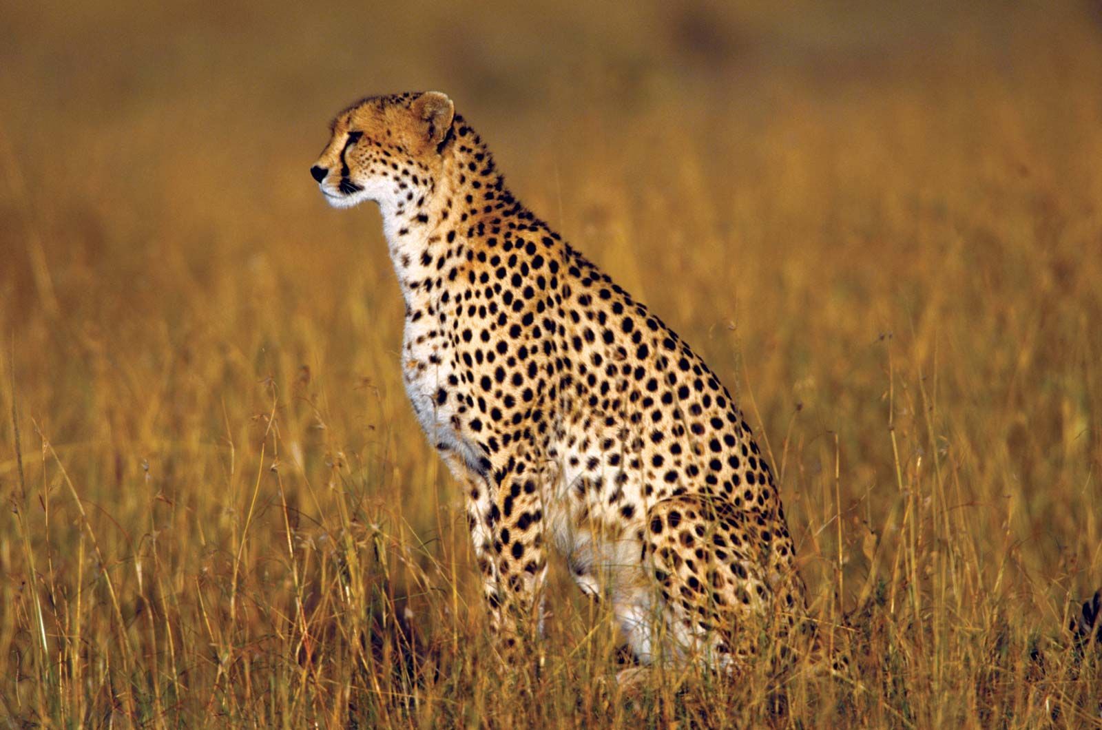 India set to become home for cheetahs after 7 decades