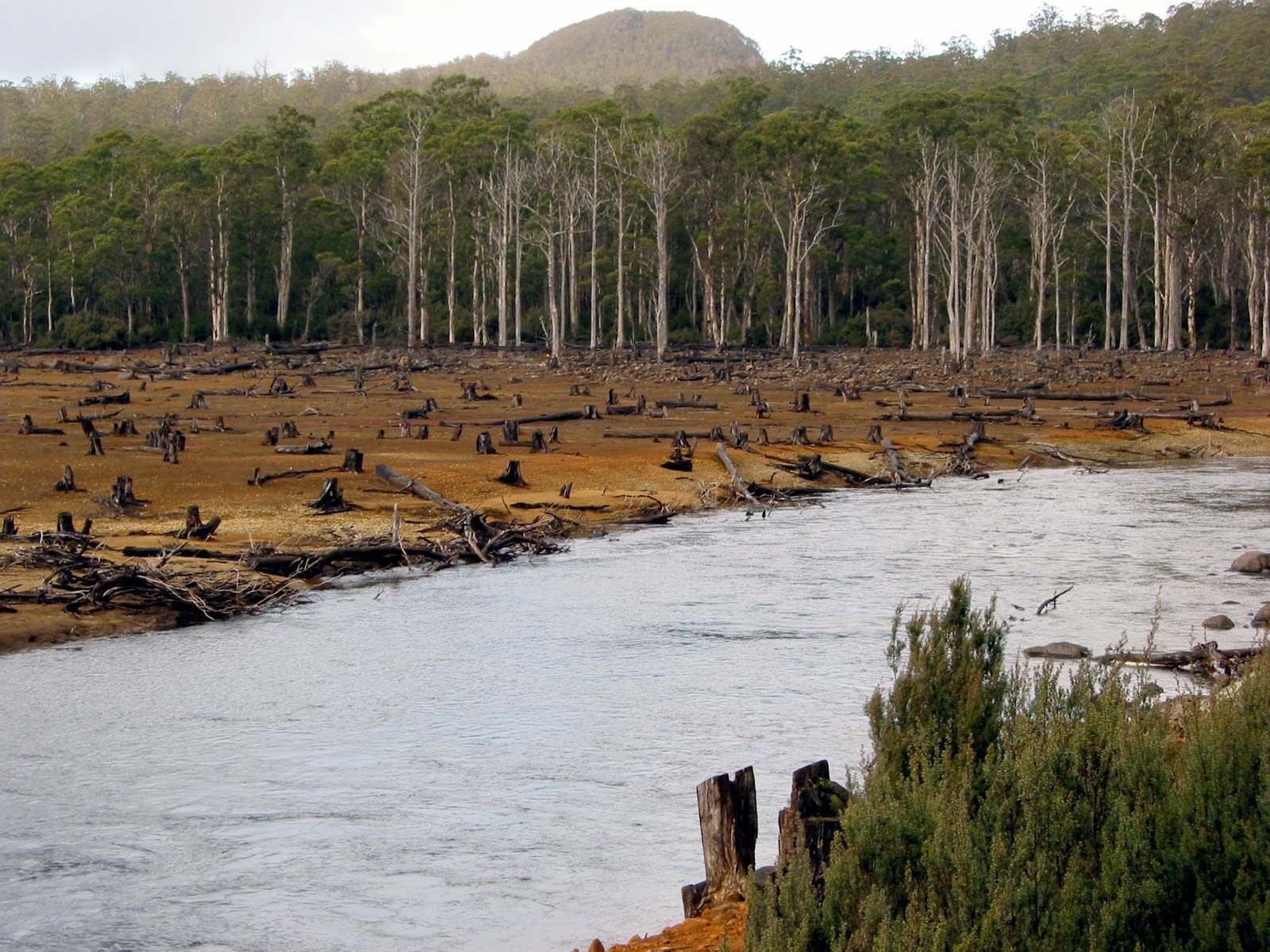 Shocking biodiversity decline of Australian forests.