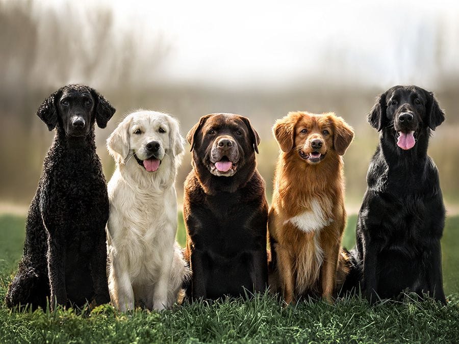 More than dog breed, genetics play a huge role in its behavior: Study