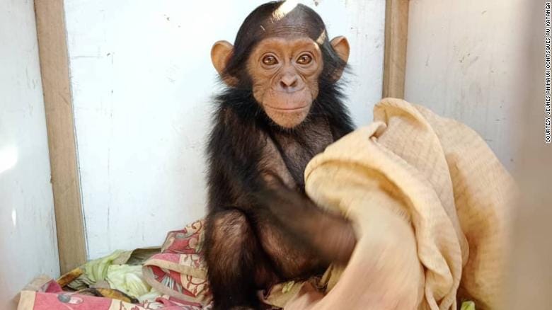 3 baby chimpanzees kidnapped for ransom from Congo sanctuary