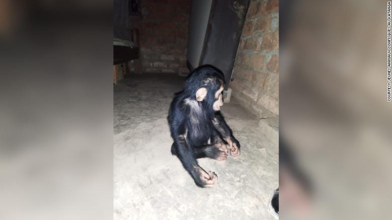 Chantereau's wife received three messages and a video of the abducted chimps from the kidnappers.