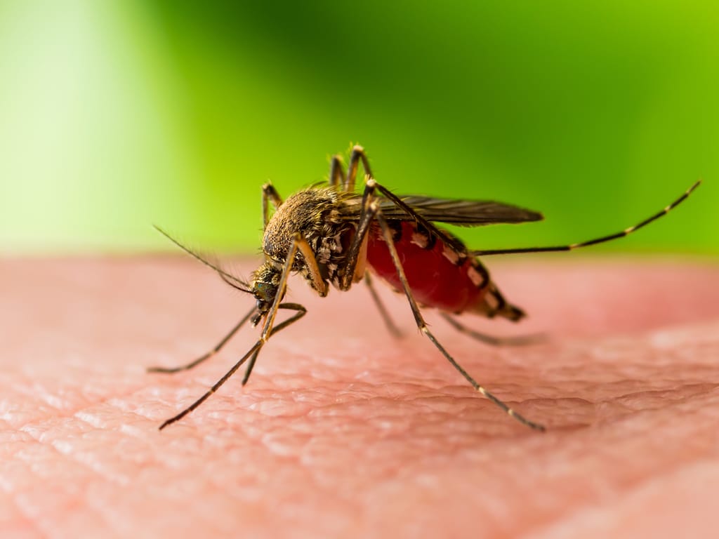 What is West Nile Virus?