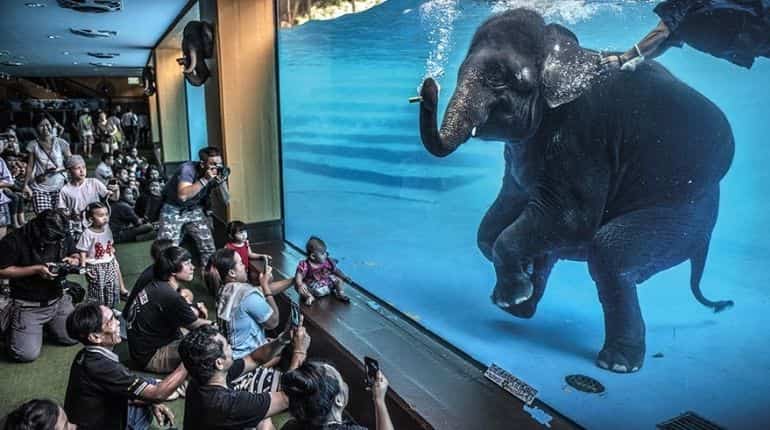 Wildlife photographer of the year 2021- Elephant in the room