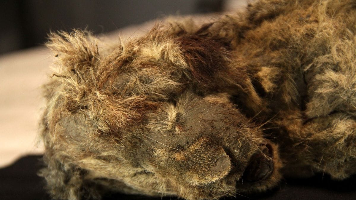 28,000-year-old frozen cave lion cub found in Siberia