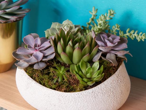 8 tips on how to care for succulent plants