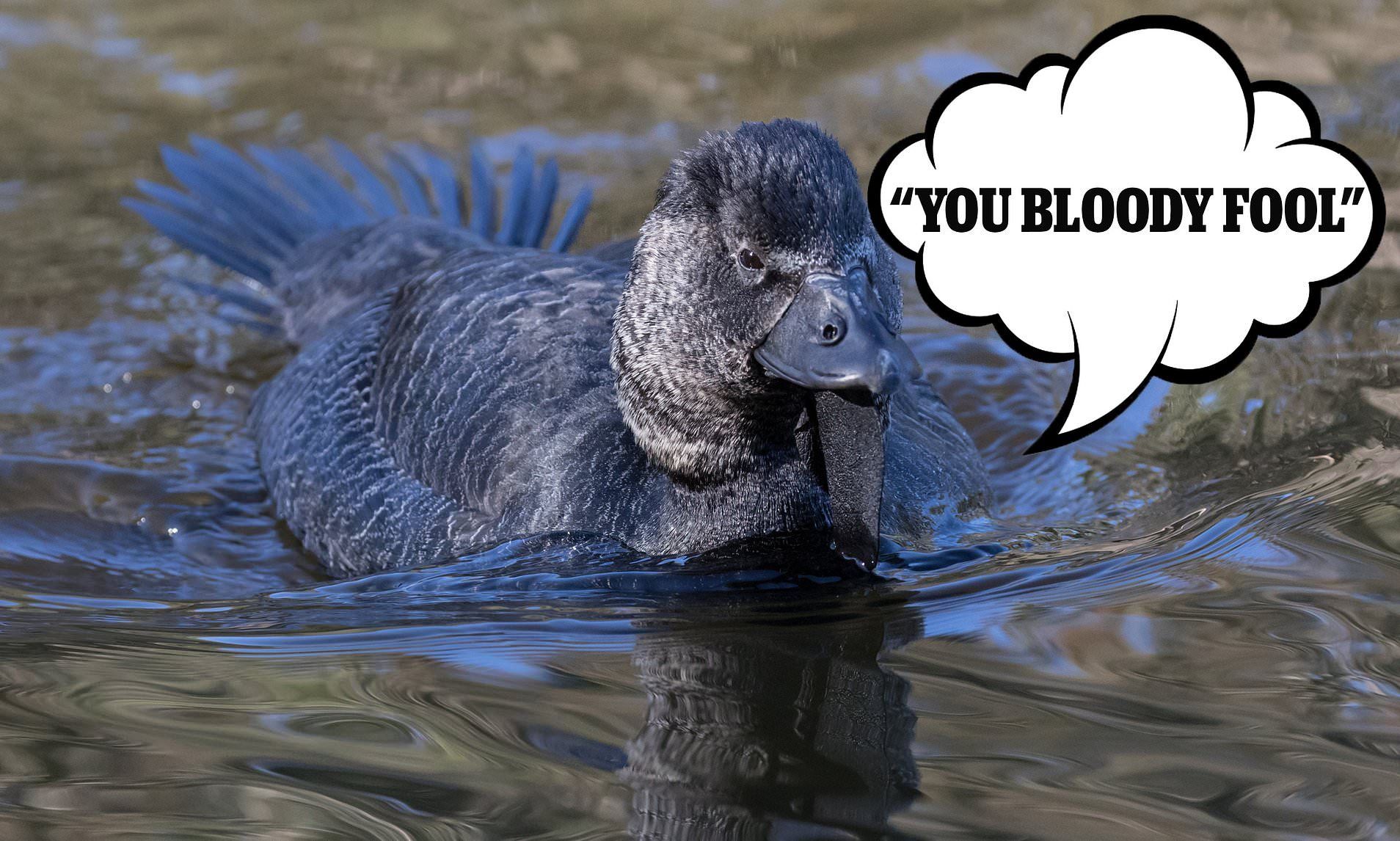 "You bloody fool": Australian duck imitates human speech
