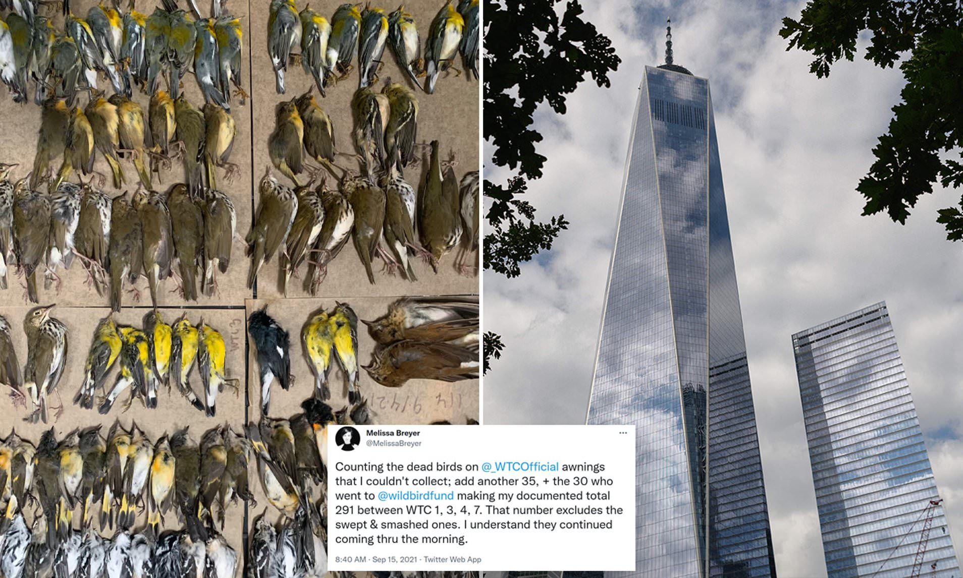 Nearly 300 migrating songbirds crash into skyscrapers in NYC