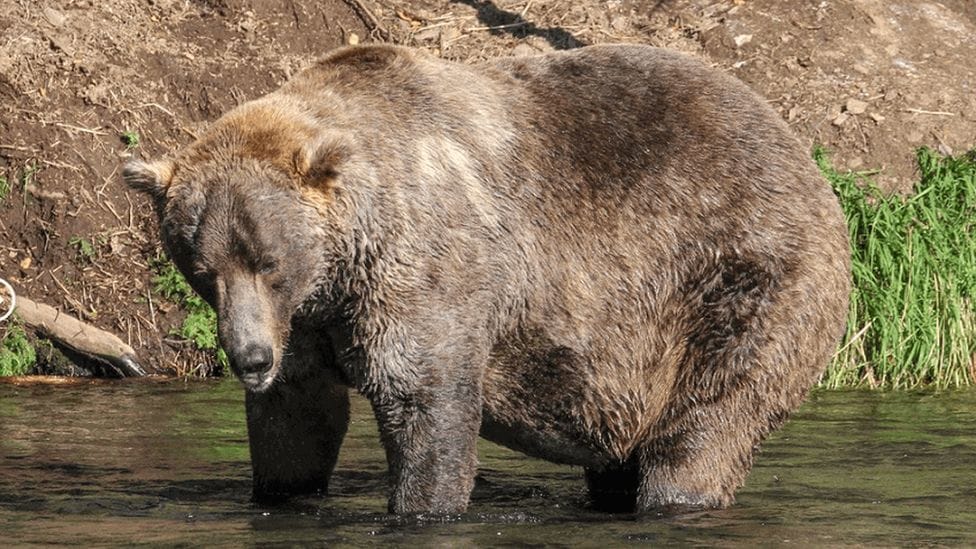 Fat Bear Week: 480 Otis crowned Alaska's fattest Bear