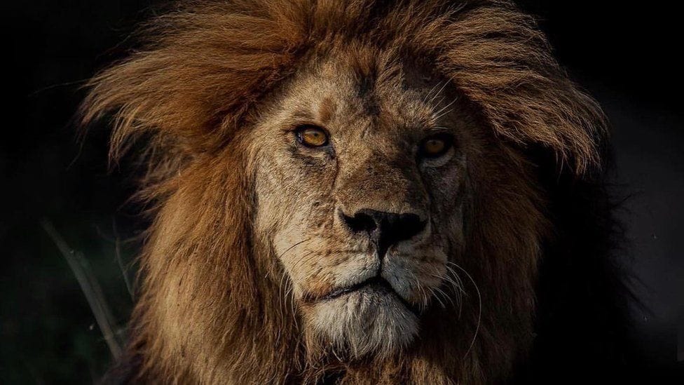 Wild lion Loonkiito, believed to be one of the world's oldest, tragically killed in Kenya