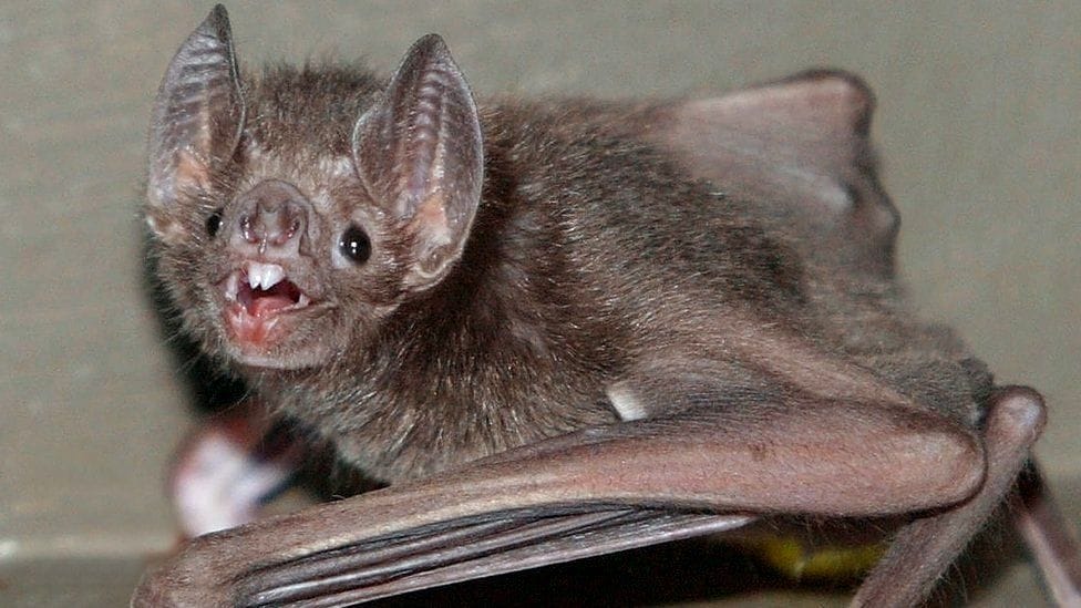 Vampire bats prefer to share bloodmeal with friends: Research
