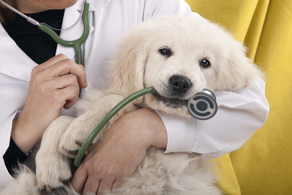 Visit your vet regularly
