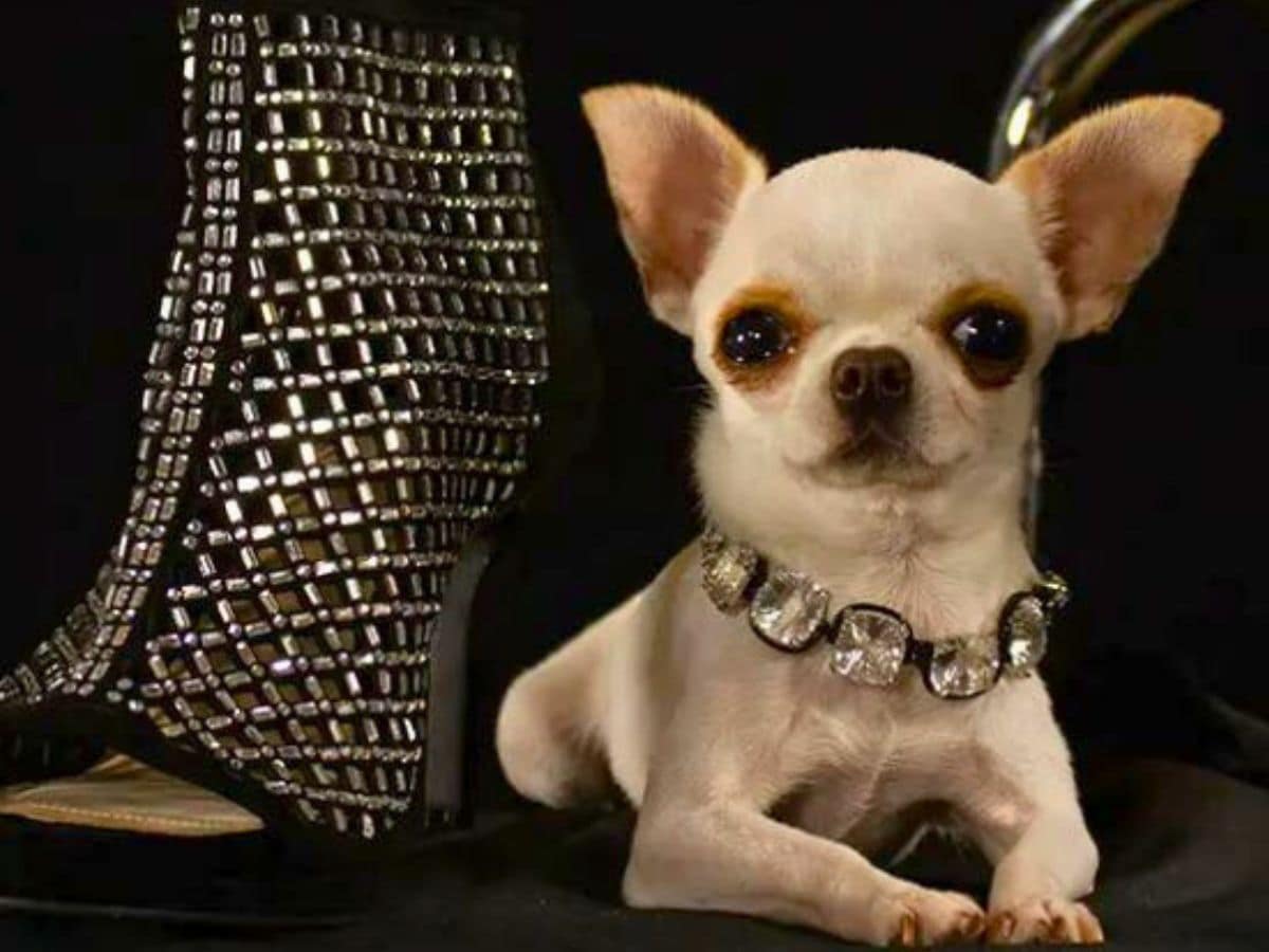Chihuahua tinier than a TV remote at 3.59 inches becomes world's shortest living dog