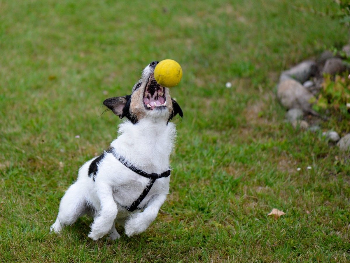 Plans to replace ball boys with trained dogs at Wimbledon flops, here's why