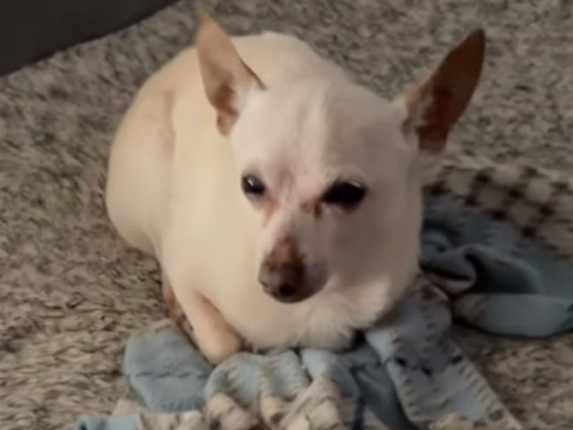 World's oldest dog: Meet 21-year-old chihuahua -TobyKeith