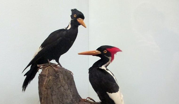 ivory-billed woodpecker and 22 other species extinct