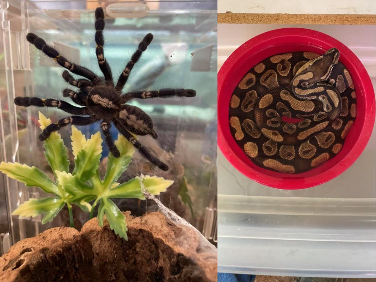 landlord finds tarantulas and python