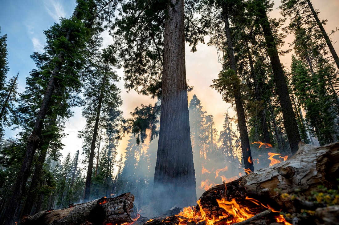 Wildfire threatens giant sequoia trees in Yosemite National Park