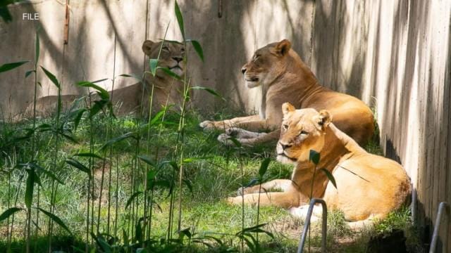 Lions and tigers recovering well from COVID-19 infection at Washington’s National Zoo