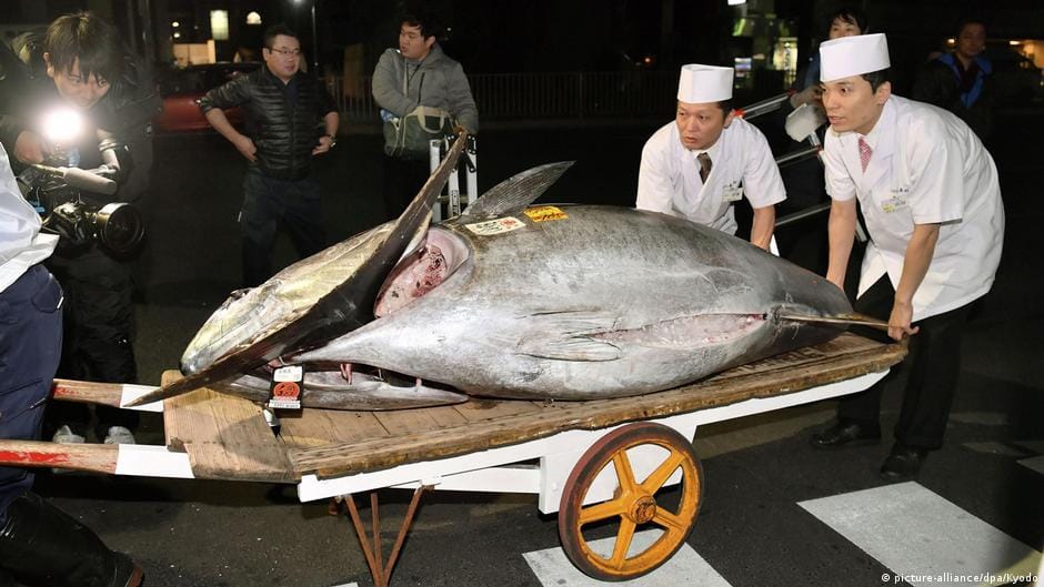A tuna worth $3.1 million