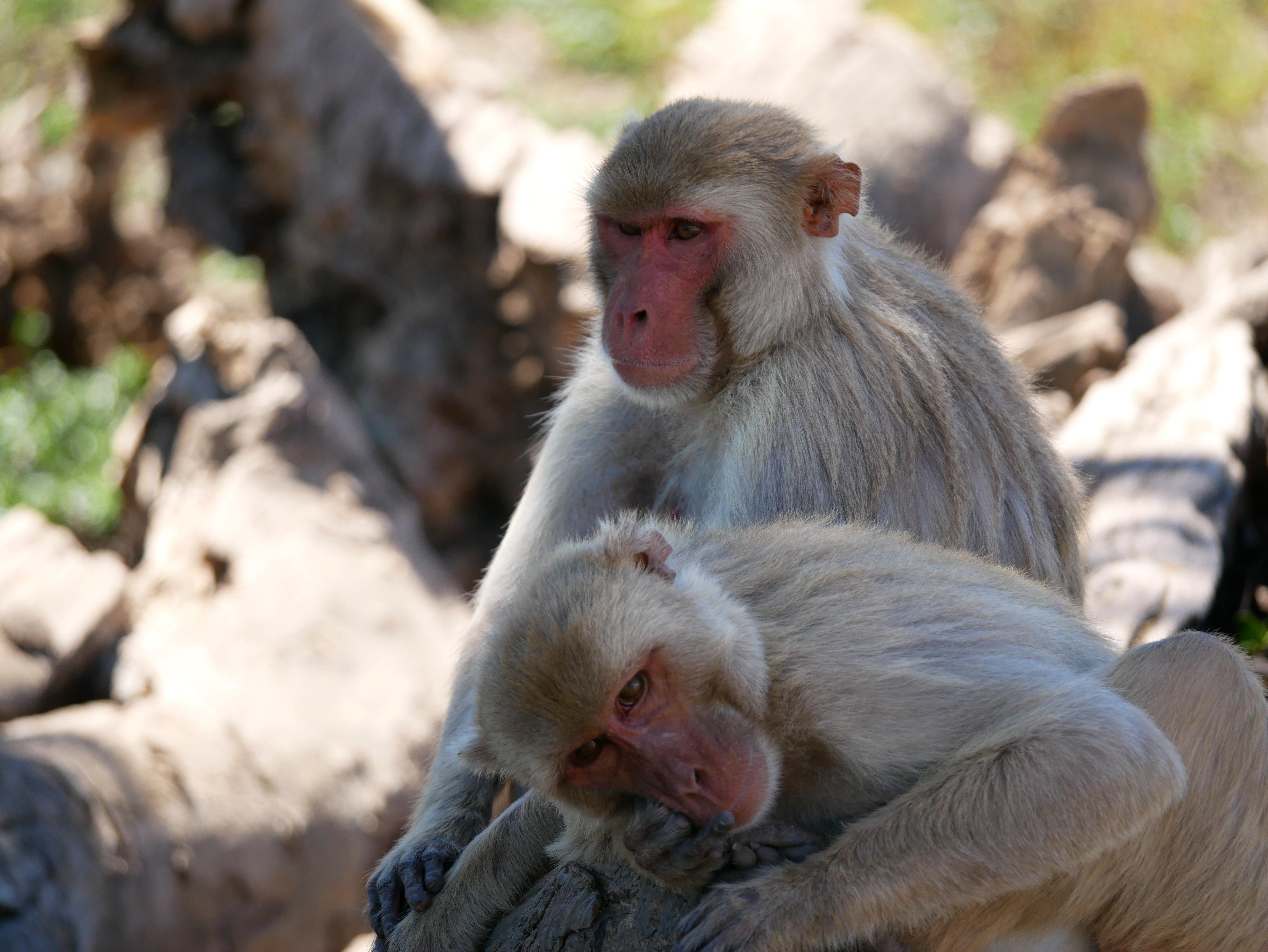 Controversial experiment: Scientists implant bizarre brain chip in monkeys to suppress risk-taking
