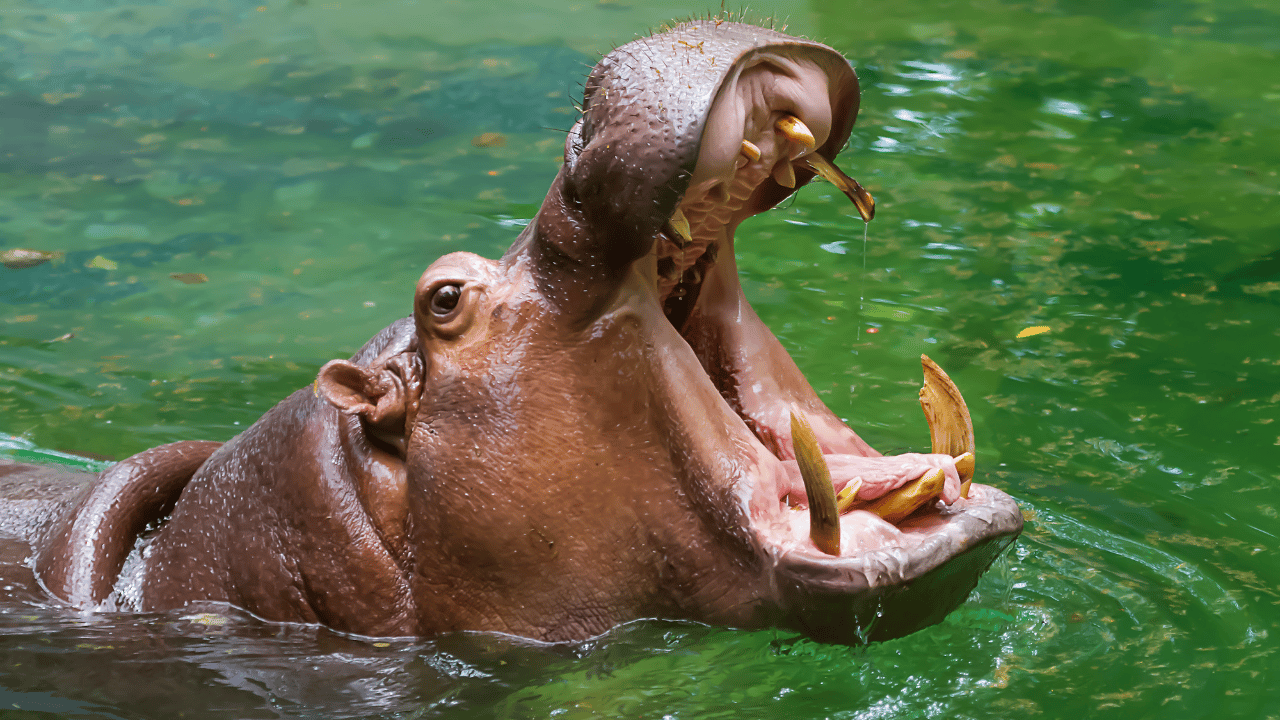 2-yr-old kid swallowed by hippo, later spat out alive in Uganda; pic surfaces