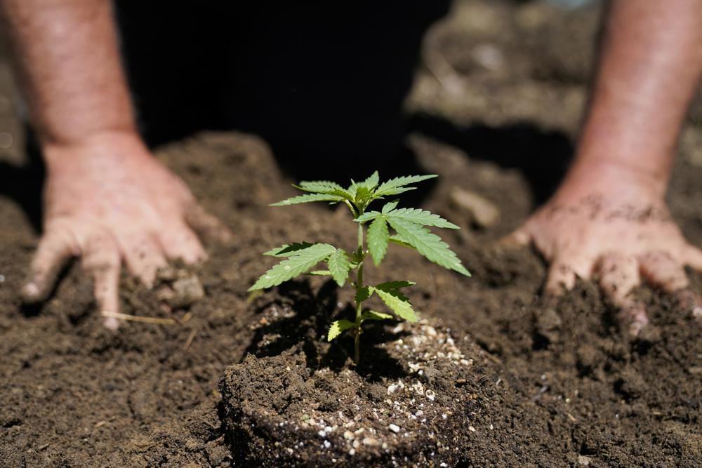 New York's 1st legal marijuana crop sprouts under the sun