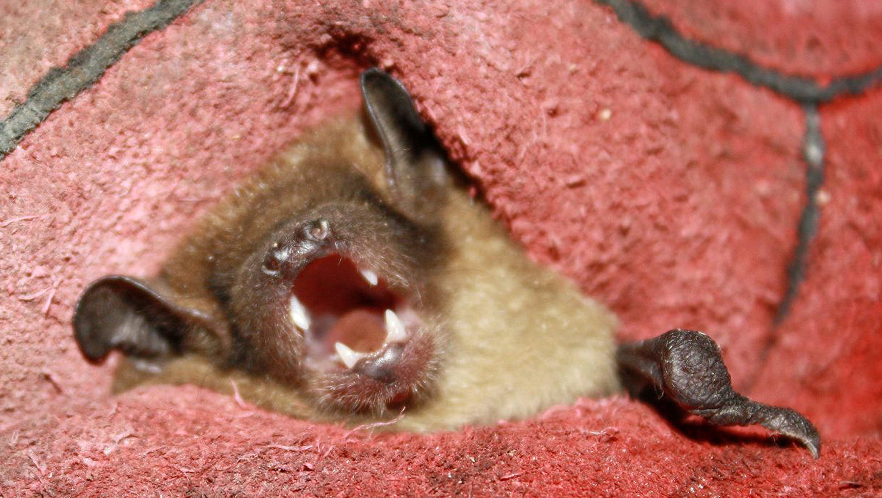 Bat bite causes rabies in Illinois