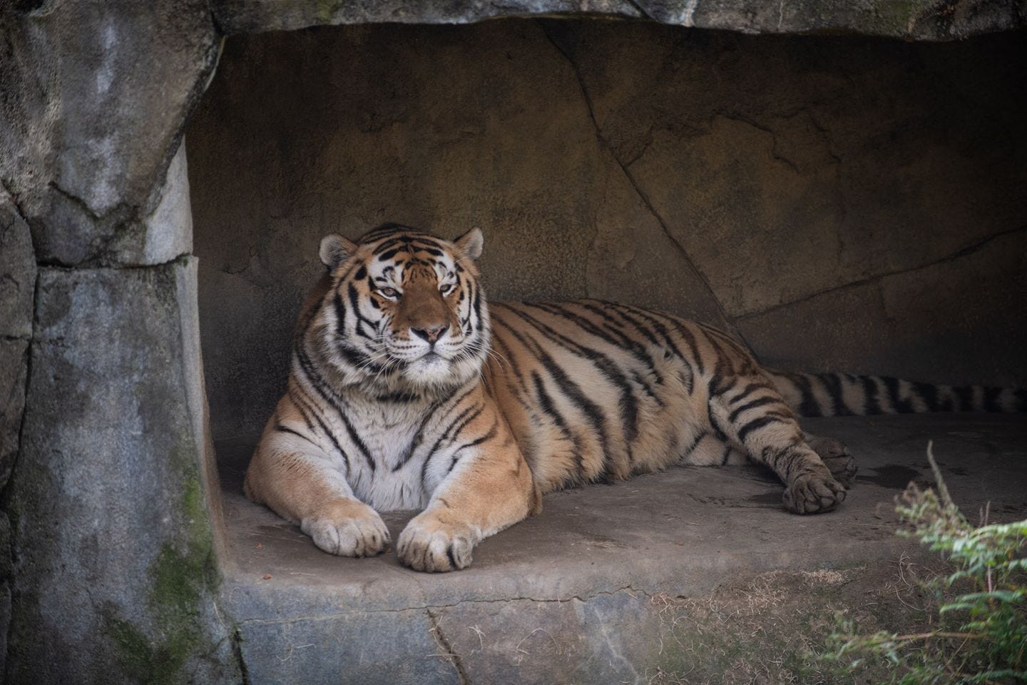 Ohio zoo: 14-year-old Tiger dies due to COVID-19 complications