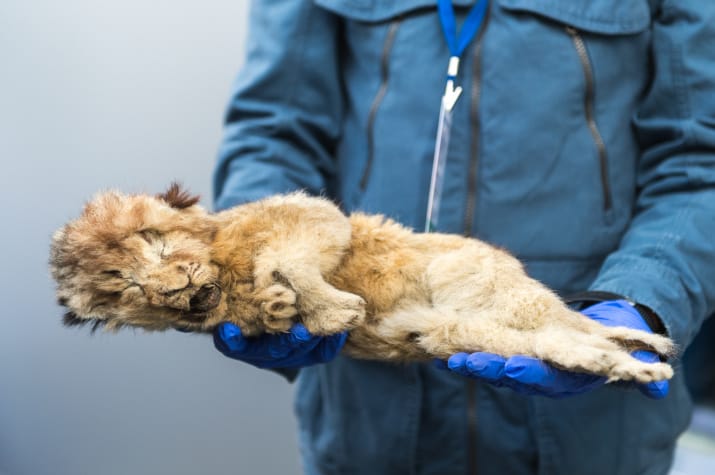 Simba, the cave lion cub found in Siberia