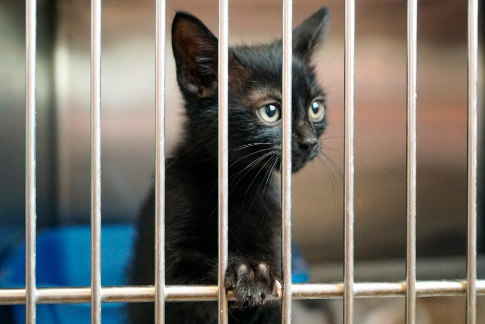New York to prohibit the selling of dogs, cats, and rabbits in pet stores