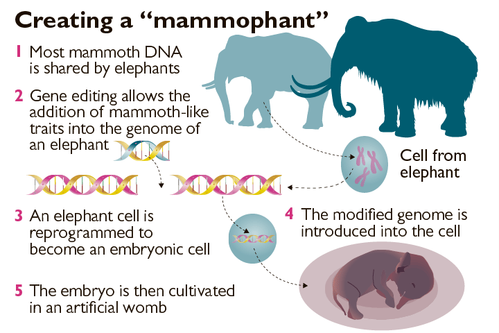 The researchers will first use the genome extracted from frozen specimens of the wooly mammoth