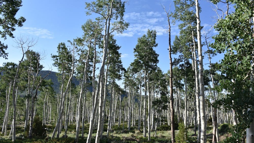 World's largest tree in Utah, Pando, speaks: Recordings reveal haunting secrets
