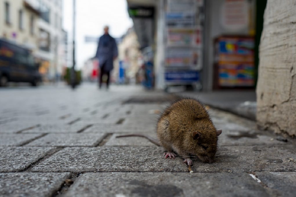 New York considers birth control for rats amid surging rodent population