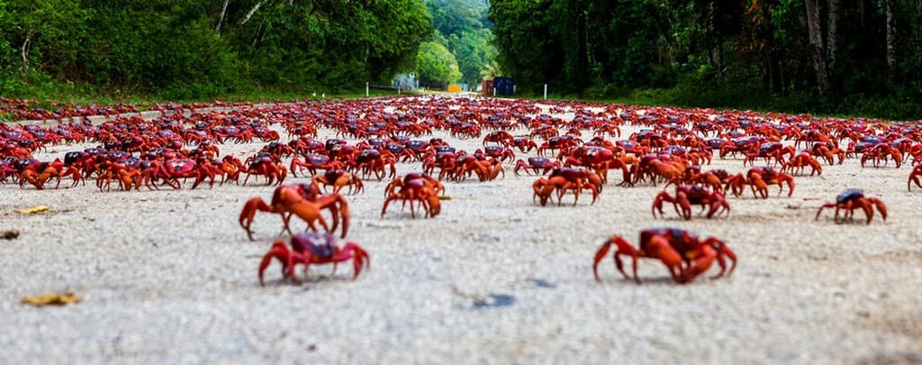 christmas-island-red-crab-migration