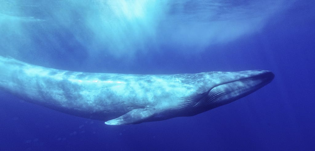 Blue Whale songs