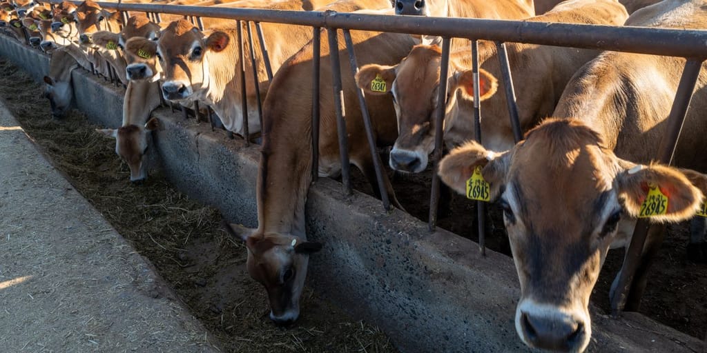 Bird flu has spread to dairy cows in six US states, USDA confirms