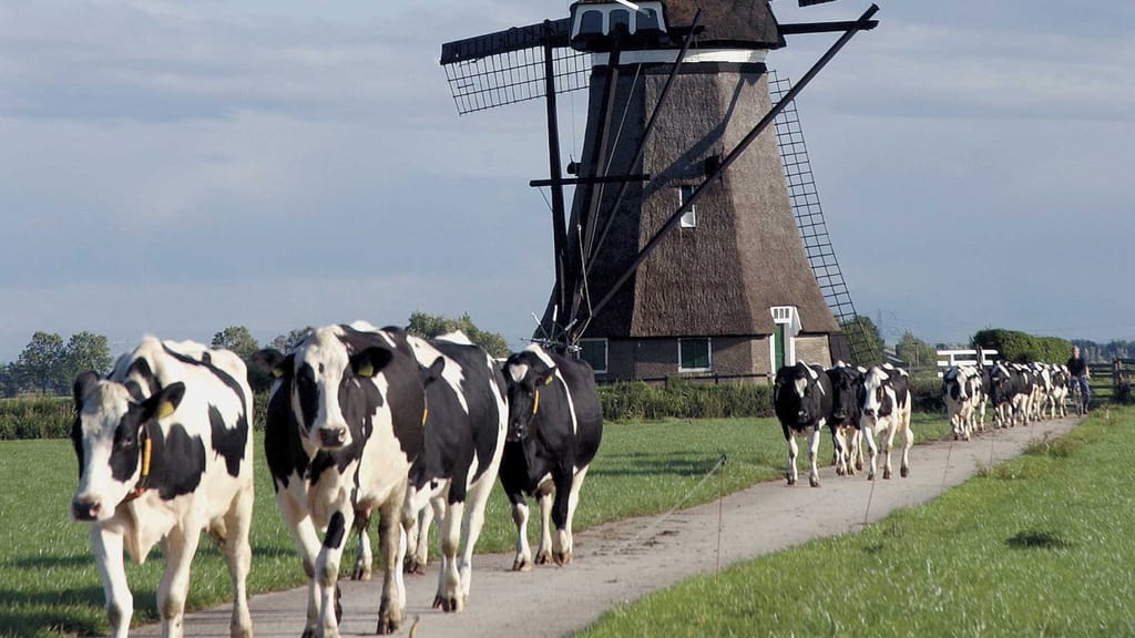 Netherlands is planning to cut livestock numbers by a third