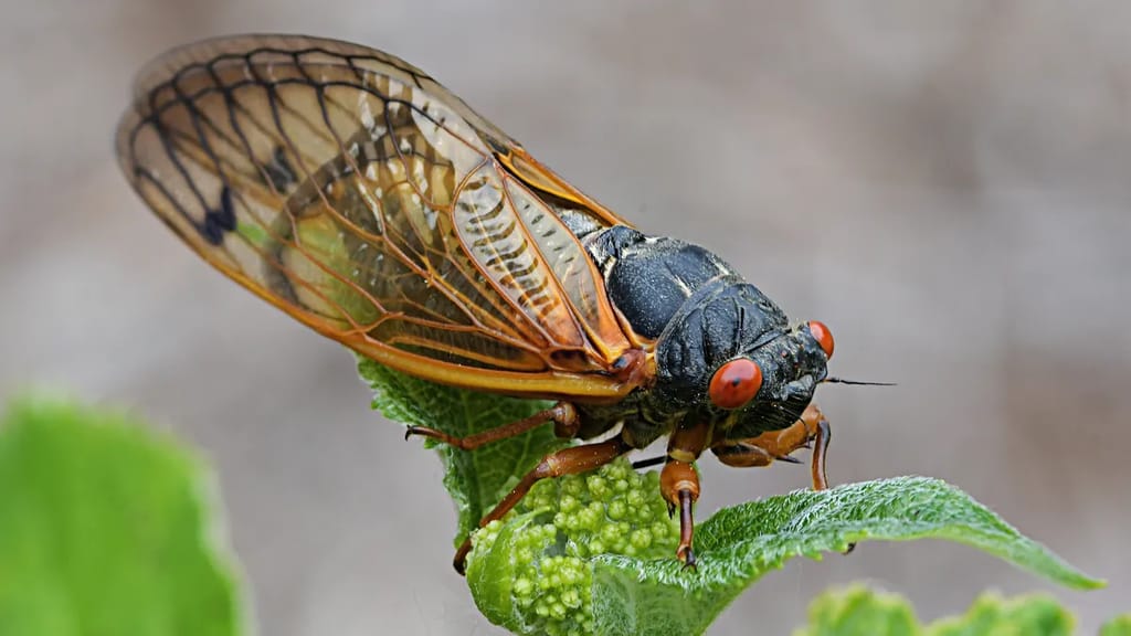Worried about the upcoming cicada swarm? All your questions answered