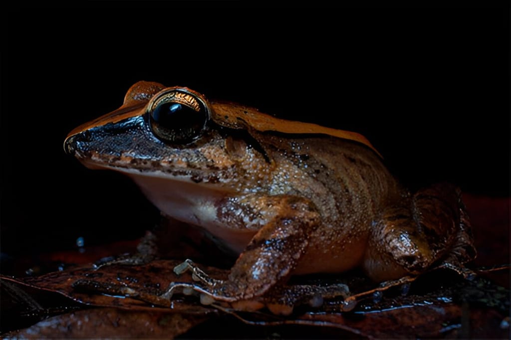 Scientists discover frog's ultrasonic scream used as a defense mechanism