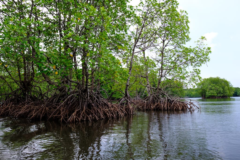 '700 distinct species’: Cambodian mangroves are home to a remarkable wildlife variety, study finds