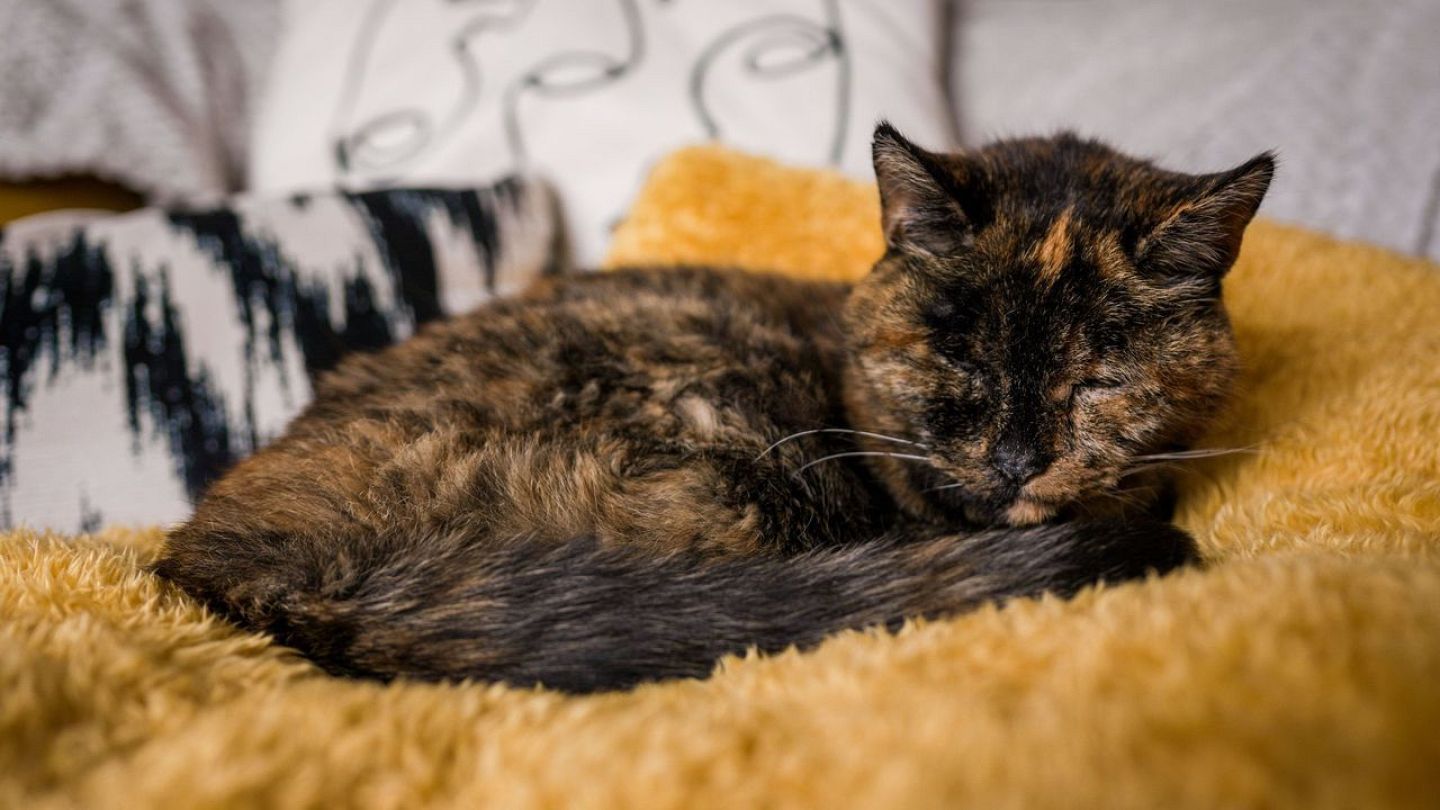 Meet Flossie: The world's oldest living cat is nearly 27 years old