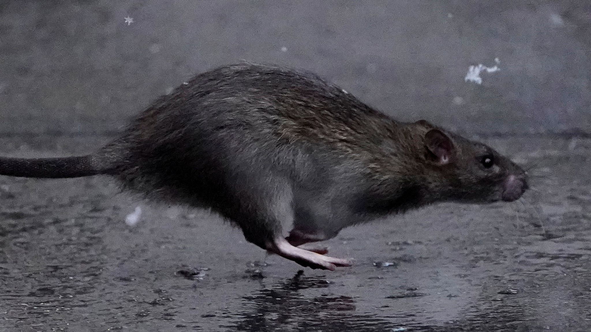 Study Shows New York City Rats Carry SARS-CoV-2