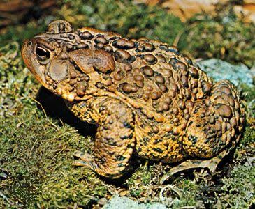 US National Park service tells visitors to stop licking toads to get high