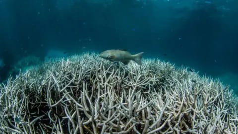 Great Barrier Reef faces another devastating coral bleaching event