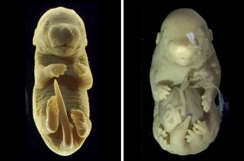 Scientists accidentally create a mouse embryo with 6 legs and no genitals 
