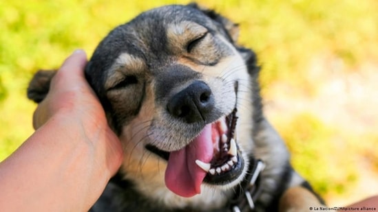 Dogs get more teary-eyed after being reunited with their owners: Study