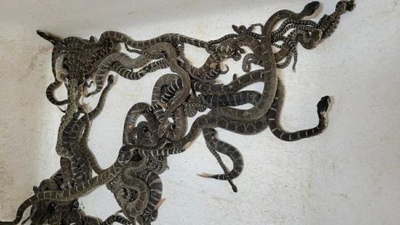 92 rattlesnakes retrieved from under California home